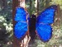 Butterfly – Blue Morpho